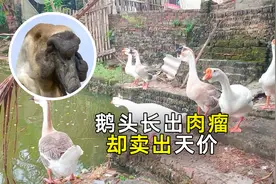 狮头鹅长得越丑，却卖的越好！