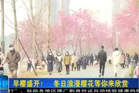 成都这个地方的樱花已经盛开，美爆了！快来打卡视频封面