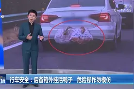 长沙一车主高速上遇前车后备箱外挂活鸭，网友：保持车距！视频封面