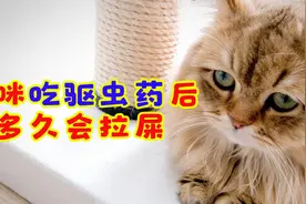 猫咪吃驱虫药后多久会拉屎
