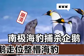 海豹疯狂捕杀企鹅，企鹅走位整懵海豹，镜头记录惊险一幕视频封面