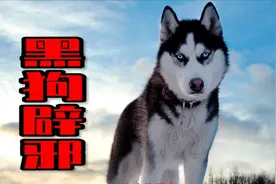 【惊悚故事】为什么大家都说：黑狗辟邪？