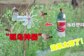 废旧塑料瓶千万别扔的理由！制作成“驱鸟神器”，小鸟再也不敢来视频封面