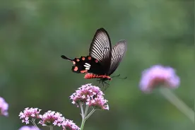 详解PS正片叠底混合模式原理，学会可以抠图，也可增加画面意境