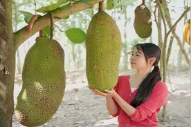 吃完菠萝蜜不要丢掉核，染云教你用它来做一道下饭的美味视频封面