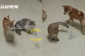 柴犬咬逗猫棒三只猫咪玩得不亦乐乎 网友：主人省心了视频封面