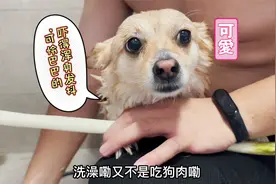 狗狗不愿洗澡，当它看见主人拿出大葱后，吓得立马认怂乖乖配合！