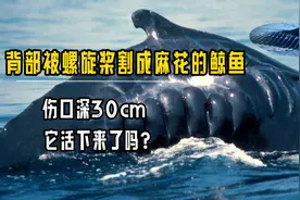 鲸鱼背部被螺旋桨割成麻花，伤口深30cm，它活下来了吗？视频封面