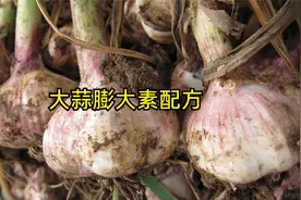 大蒜专用膨大素，鳞茎膨大期喷2～遍，亩产可增产40～60%视频封面
