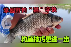 “逗”是鱼的克星？咬钩快、准，是鱼的本能，钓鱼新知之逗字诀