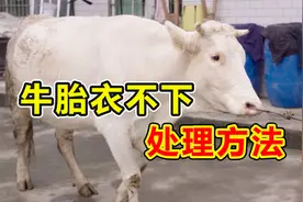 干货来了！母牛胎衣不下怎么办，这个视频教你视频封面