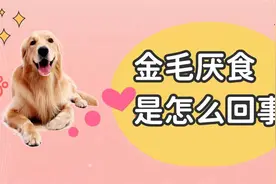 金毛厌食是怎么回事？有可能是这些原因导致的视频封面