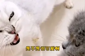 我家猫的嫉妒心有多强？只要我夸别的小猫咪，它就动手打人家！视频封面