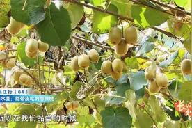 浠水县：能带皮吃的猕猴桃视频封面