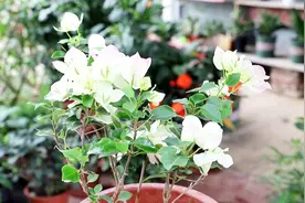 三角梅落叶光秃秃，3招大营救，你学会没有呢？视频封面