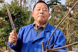 无花果废枝不要扔，找一堆河沙埋进去，存到明年扦插不受影响！视频封面