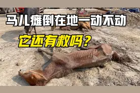 这两匹马不知道经历了什么，瘫倒在地一动不动，它们还有救吗？