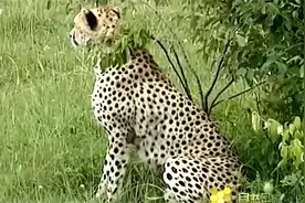 猎豹沦为寄生虫的受害者，这些虫子在它身上恣意繁殖视频封面