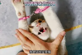 请你自重，我是正经买卖猫视频封面