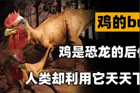 鸡为何每天下蛋，鸡蛋被拿也不生气？它身上有恐龙基因留下的BUG视频封面