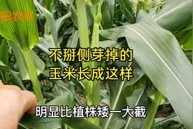 都说玉米侧芽不掰掉能高产，这是不掰掉侧芽的玉米，长成了这样视频封面