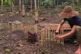 原始丛林有很多觅食动物，必须保护好幼苗，热带雨林必备生存技能视频封面