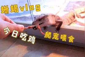 如何养好一只蜥蜴？那必须给它们吃鸡视频封面