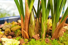 冬天兰花出现黄叶不要慌，项哥教你最简单的处理方法，新手学学视频封面