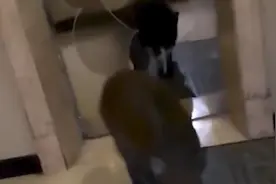 野猪误入小区惨遭两只狗分食，业主群炸锅：处理不当，国家三有视频封面
