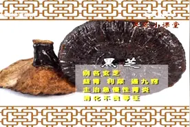 食遍山西：灵芝到底有哪些功效呢？除了延年益寿，还有这种功效视频封面