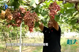 天津茶淀正宗玫瑰香葡萄：入口扑满玫瑰香，看完直流口水视频封面