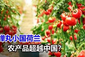 荷兰面积仅重庆一半，为什么荷兰农产品出口额，竟是我国的两倍？视频封面