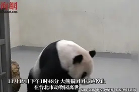 大熊猫“团团”在台北市去世，动物园称其遗体将作为标本保留
