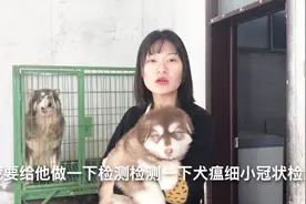小妹跑到养殖户家拿巨型熊版阿拉斯加这狗爪子粗的一只手握不完视频封面