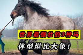 世界上最强壮的3种马，体型堪比大象，5吨东西都能拉着跑！视频封面