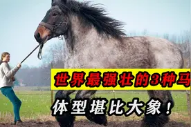 世界上最强壮的3种马，体型堪比大象，5吨东西都能拉着跑！视频封面