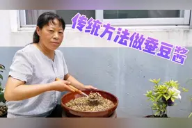 捂好的蚕豆酱如何腌制，朱嫂用最土方法制作，放太阳底下暴晒