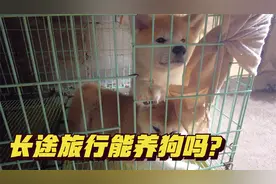 长途旅行能养狗吗？狒狒想买只小狗陪我们一起旅行，文涛强烈反对视频封面