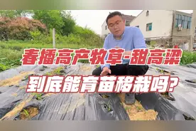 甜高粱该怎么种植？能育苗移栽吗？这样种，能收获10~15吨鲜草!