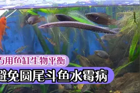 养鱼先养水和鱼缸环境，善用生态平衡，预防圆尾斗鱼长白毛水霉病