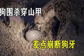 3狗围杀穿山甲，差点崩断牙齿，就连花豹也无从下口视频封面