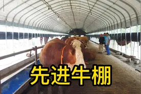 看看朋友的新型牛棚，65-70元一平造价3万多，地面带刮粪板是干净视频封面