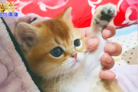 奶牛猫因酷似二哈常被自己帅醒，独苗奶猫首次剪指甲立刻变成戏精视频封面