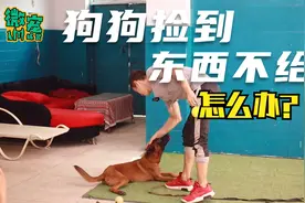 狗狗捡球不回怎么办？ 怎么初步训练狗狗衔回。 马犬carry第四课视频封面