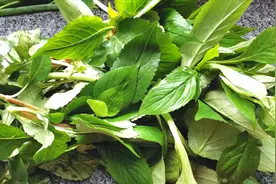 苦菜，最苦野菜，有助清热去火，福建人喜欢晒干熬汤，春日美食家视频封面