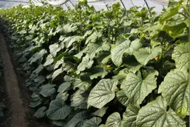 无公害蔬菜到底有什么区别，一句话教你分辨，分辨各类蔬菜