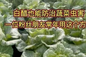 白醋能防治蔬菜虫害，有人常年用这个方法，效果还挺好视频封面