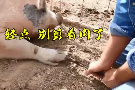 在我国的中医药文化中，猪的脚指甲也是一种药材？看完涨见识了视频封面