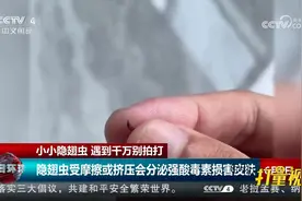 隐翅虫受摩擦或挤压会分泌强酸毒素损害皮肤，遇到千万别拍打视频封面