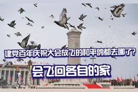 建党百年庆祝大会放飞的和平鸽都去哪了？会飞回各自的家视频封面